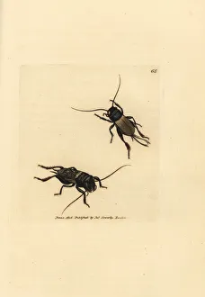 Subjects Gallery: Field cricket, Gryllus campestris