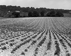 Images Dated 2nd September 2015: Field of Crops