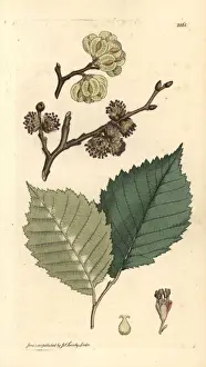 Ulmus Prints: Field elm, Ulmus minor