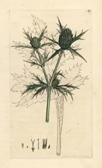 Field eryngo, Eryngium campestre