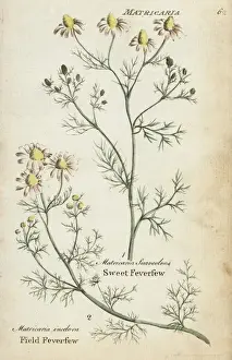 Joshuahamilton Prints: Field feverfew and sweet feverfew