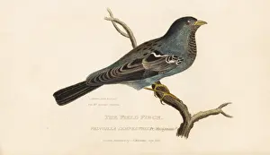 Campestris Prints: Field finch, Fringilla campestris of Prince Musignano?