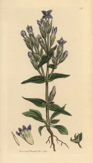 Field gentian, Gentianella campestris