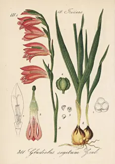 Schlechtendal Prints: Field gladiolus, Gladiolus italicus