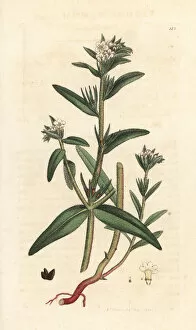 Herbal Gallery: Field gromwell, Buglossoides arvensis