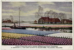 Images Dated 24th June 2016: Field of Hyacinths and old Dutch Farmhouse, The Netherlands