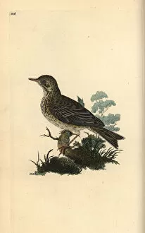 Anthus Gallery: Field lark, Alauda minor (or Tree pipit, Anthus trivialis)