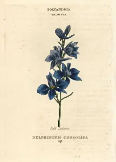 Classes Prints: Field larkspur, Consolida regalis