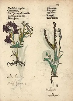 Adam Prints: Field larkspur, Consolida regalis, and milkwort