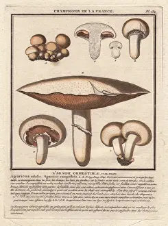 Agaricus Prints: Field mushroom, Agaricus campestris, Agaricus edulis