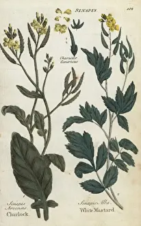 Joshuahamilton Prints: Field mustard, Sinapis arvensis, and white