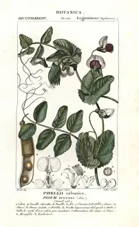 Field pea, Pisum arvense