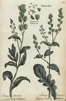 Joshuahamilton Prints: Field pennycress and cow cress