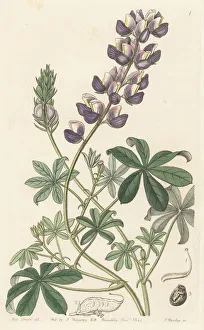 Field Peruvian lupin, Lupinus arvensis