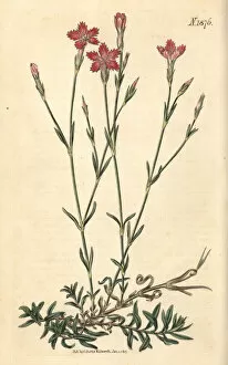Field pink, Dianthus campestris