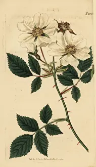Field rose, Rosa arvensis
