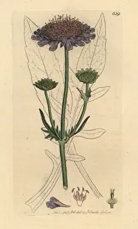 Scabious Prints: Field scabious, Knautia arvensis
