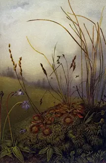 Field Scenery