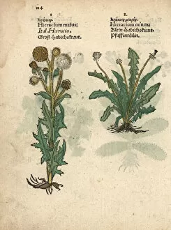 Field sow-thistle, Sonchus arvensis, and mouse-ear