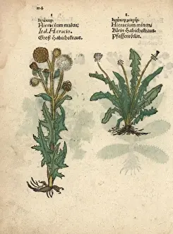 Minus Prints: Field sow-thistle, Sonchus arvensis, and mouse-ear