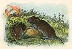 FIELD VOLE