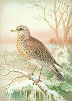 Fieldfare Prints: Fieldfare