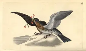 London Prints: Fieldfare, Turdus pilaris