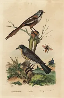 Felix Edouard Prints: Fieldfare, Turdus pilaris, and bearded reedling