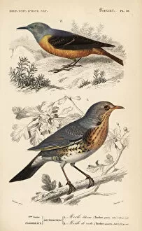 Universel Collection: Fieldfare, Turdus pilaris, and rufous-tailed