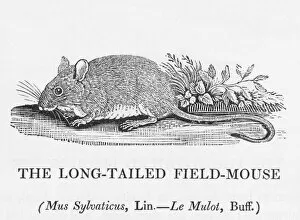Tailed Collection: Fieldmouse (Bewick)