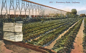 Fields of Strawberries and Irrigation system California, USA Fields of Strawberries and Irrigation system California, USA