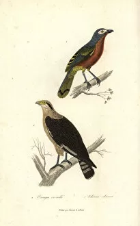 Primevere Collection: Fiery-breasted bushshrike and yellow-headed caracara