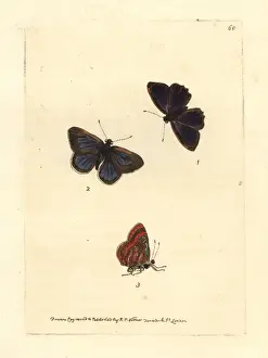 Fiery jewel butterfly, Hypochrysops ignitus