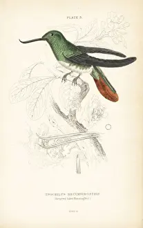 Fiery-tailed awlbill, Avocettula recurvirostris