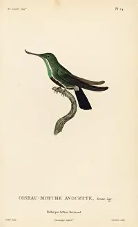 Fiery-tailed awlbill, Avocettula recurvirostris, juvenile