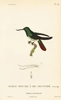 Fiery-tailed awlbill, Avocettula recurvirostris, juvenile