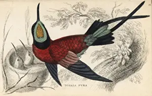 Fiery Prints: Fiery topaz, Topaza pyra, with young in nest