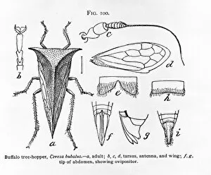 Artiodactyl Collection: Fig 100. Ceresa bubalus, buffalo tree-hopper