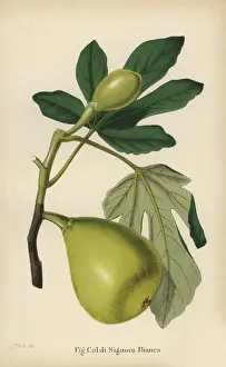 Severeyns Prints: Fig cultivar, Coldi Signora bianca, Ficus carica
