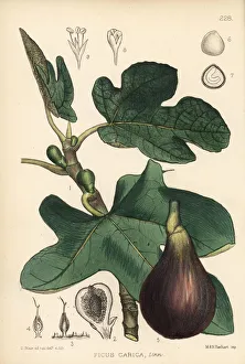 Medicinal Collection: Fig, Ficus carica