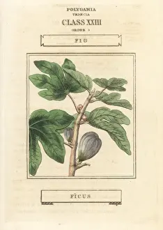Fig, Ficus carica