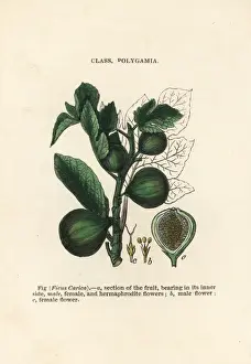 Fig, Ficus carica