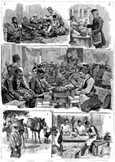 Packing Prints: Fig Industry in Smyrna