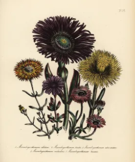 Fig marigold species Fig marigold species