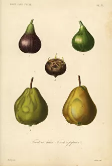 Reveil Collection: Fig, medlar and quince