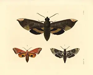 Fig sphinx, huckleberry sphinx and pawpaw sphinx moths