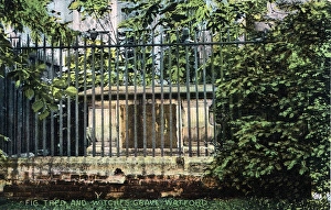 Watford Collection: Fig Tree & Witchs Grave, Watford, Hertfordshire