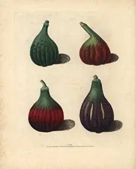 Pomonabritannica Prints: Fig varieties, Ficus carica