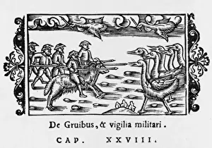 Basis Prints: Fighting Big Birds
