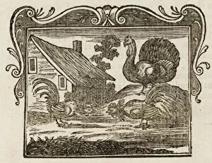1761 Gallery: Fighting Cocks & Turkey